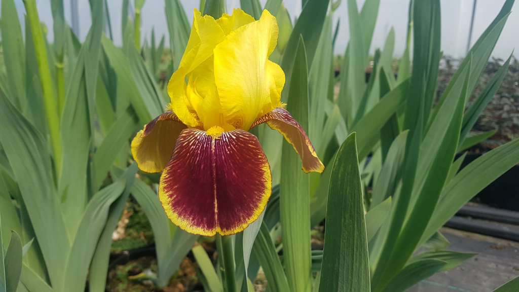 Iris 'Sultan's Palace' ---